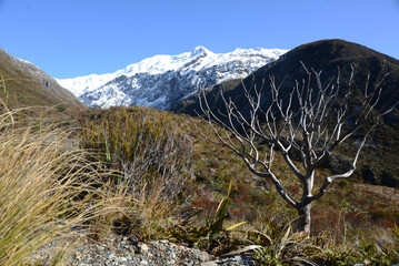 Alpine landscape at Arthur's Pass