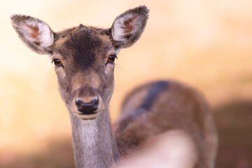 Portrait of a cute fallow deer with golden eyes in warm light