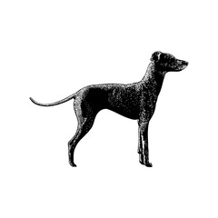 Japanese Terrier hand drawing vector illustration isolated on background.
