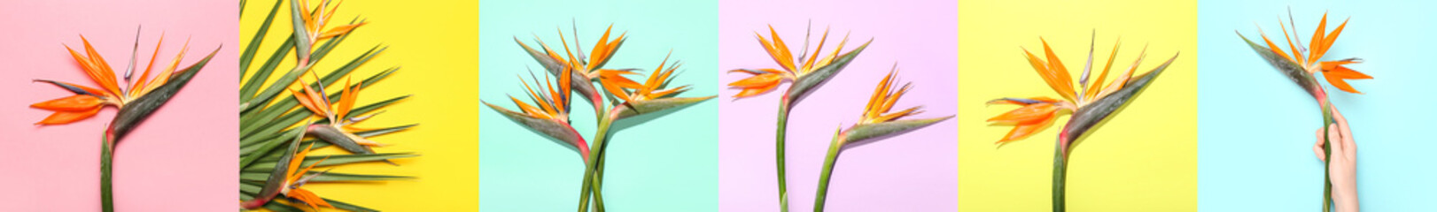 Collage with beautiful strelitzia flowers on colorful background