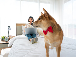 Japanese Shiba Inu disinterest because he jealous owner watching series on laptop more than playing with him in a white bedroom at home - obrazy, fototapety, plakaty
