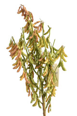 Soybean Plant stem and Pods with white background.