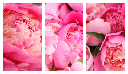 Collage with beautiful pink peony flowers, closeup