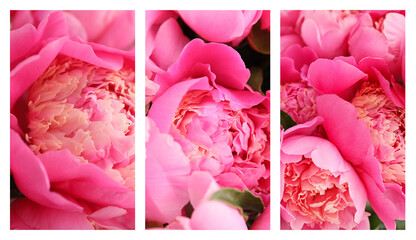 Collage with beautiful peony flowers, closeup