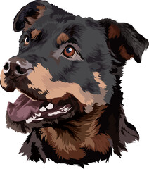 The head of a Rottweiler dog. Vector illustration. Portrait