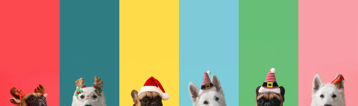 Set of cute dogs wearing Santa hats and deer horns on color background
