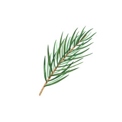 Christmas tree spruce branch isolated on white background. Watercolor hand drawn Xmas illustration Art design decoration