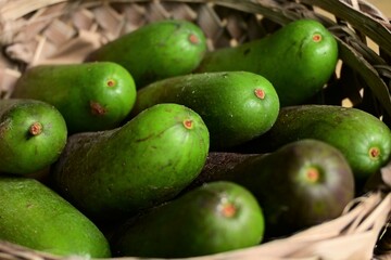 Seedless avocado planted in Palau, The taste is delicious