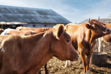 Cute cow in paddock on farm