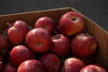 Apples of different varieties on sale at the market.