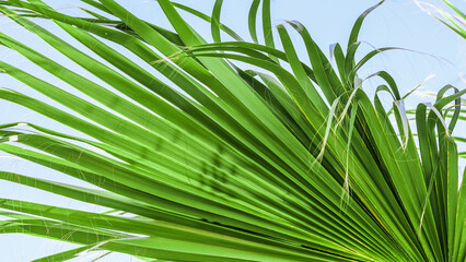 Palm leaf texture on blue sky background