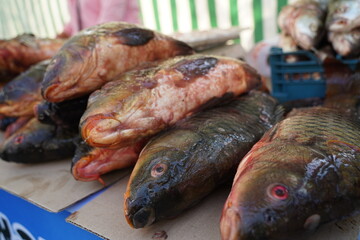 Fresh fish on an open market stall on sale.