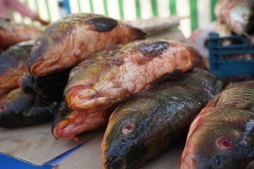 Fresh fish on an open market stall on sale.