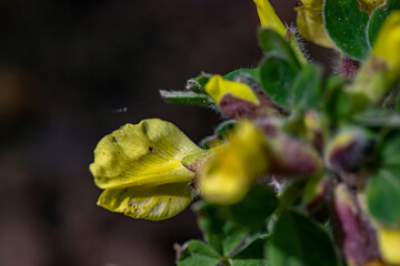 Cytisus hirsutus flower growing in forest, close up	