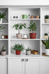 Big shelving unit with different houseplants near light wall