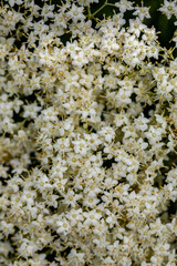 Sambucus nigra growing in meadow, close up	