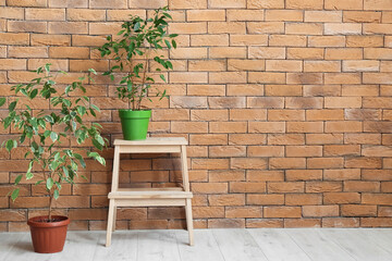 Stepladder with houseplants near brick wall