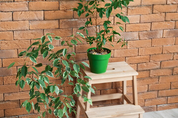 Stepladder with houseplants near brick wall