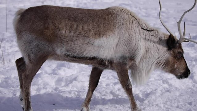 reindeer walking on snowy sunny day slomo closeup