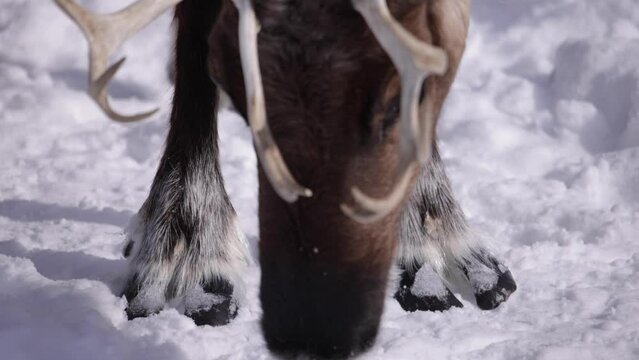 reindeer hooves in the snow head lowers to forage for food