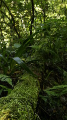green forest in the morning