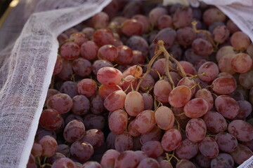 Grapes are laid out in containers on the market