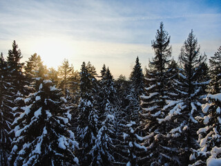 Fototapeta na wymiar winter trees, ice, pines, sky