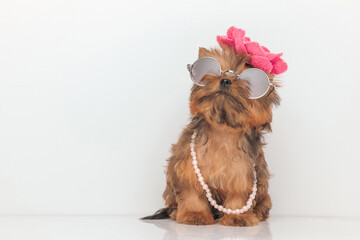 elegant yorkie dog wearing sunglasses and flower