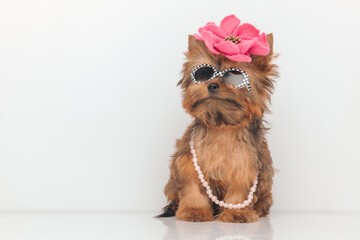 hollywood star yorkie dog wearing cool sunglasses