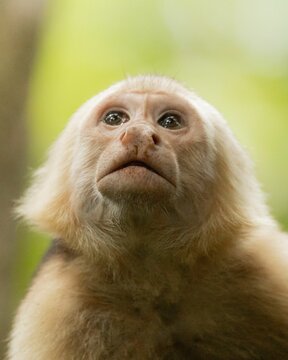 Closeup Of Face Of Little Capuchin Monkey Isolated In Blurred Background