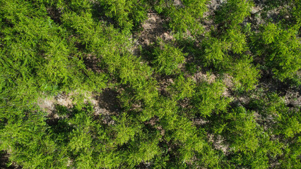 Obraz premium Aerial view of tropical forests in Thailand. Natural landscape background.