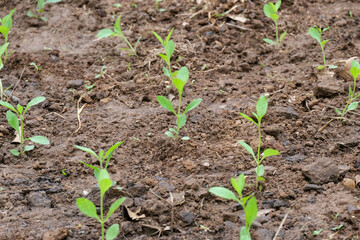 Pepper seedlings in the organic farms. Young plants of Vegetable pepper on a bed in the garden. New sprout on sunny day in the garden.