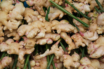 Harvest ginger root from organic farms. Fresh ginger in the garden with green leaves is dug out of...