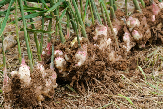 Harvest ginger root from organic farms. Fresh ginger in the garden with green leaves is dug out of the soil for sale in the market.