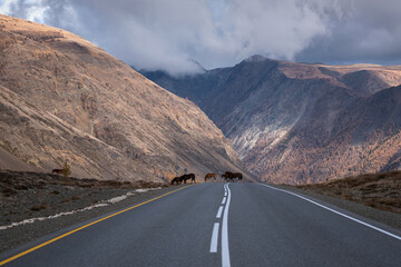 road asphalt mountains horses autumn clouds overcast