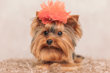 Fototapeta premium precious little yorkie dog with big red flower on head looking away