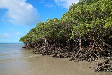 Queensland Australia mangrove trees at low tide