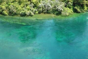 Areal view of the Blue Spring in New Zealand, showing crystal clear water with underwater plants and ferns flowing downstream	