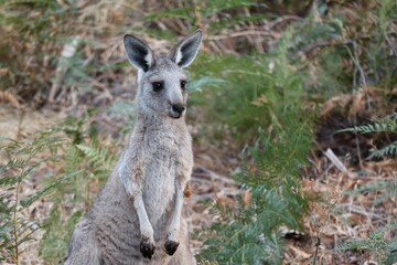 Naklejka na ściany i meble Close-up of a grey kangaroo in Australia