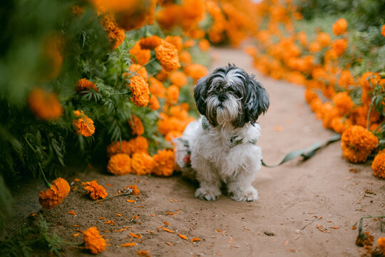 shih tzu puppy in marigold flower field