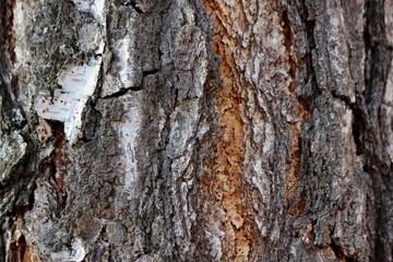 Fototapeta premium beautiful photo texture of tree bark closeup