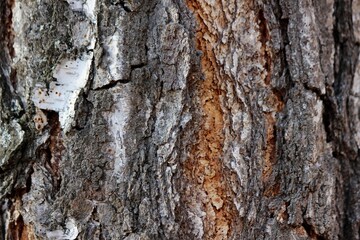 beautiful photo texture of tree bark closeup