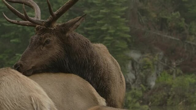 elk bull trying to find mating and mount female