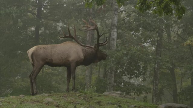 elk bull calling out during the rut in misty forest