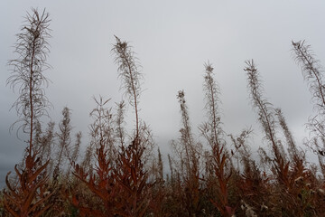 Tall stems with autumn leaves of blooming Sally (fireweed) against a gray cloudy sky.