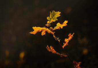 Yellow oak leaves on a dark background