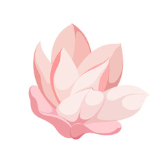 Pink magnolia flower on a white background.
