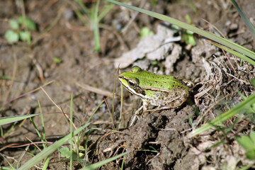 The edible frog (Pelophylax kl. esculentus) - common European frog,  known as the common water frog or green frog. 