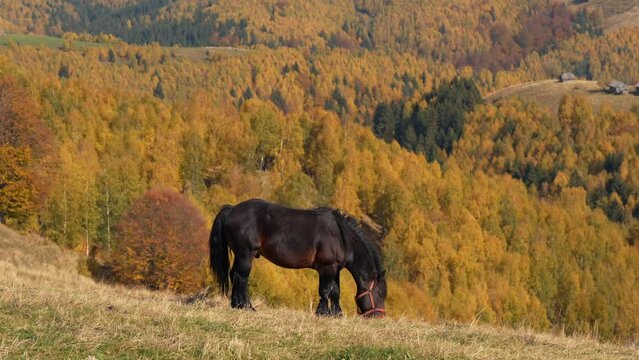 Horse in autumn landscape. Traditional scene with a brown horse grazing in a meadow. 4k video, farm animals.