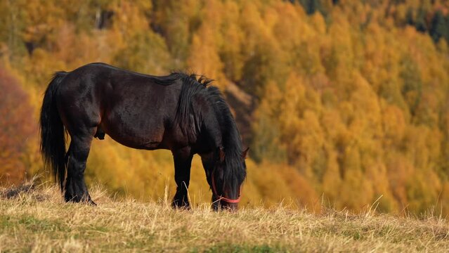 Horse in autumn landscape. Traditional scene with a brown horse grazing in a meadow. 4k video, farm animals.